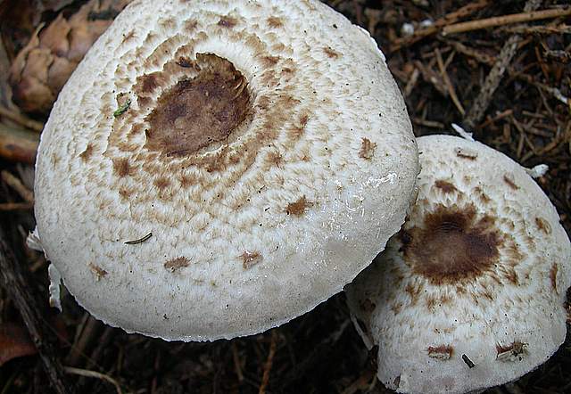 Agaricus impudicus   (Rea)  Pilt